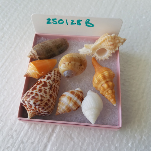 Collectible SWFL Sea Shell Package - Albino Nutmeg | swflshellguide