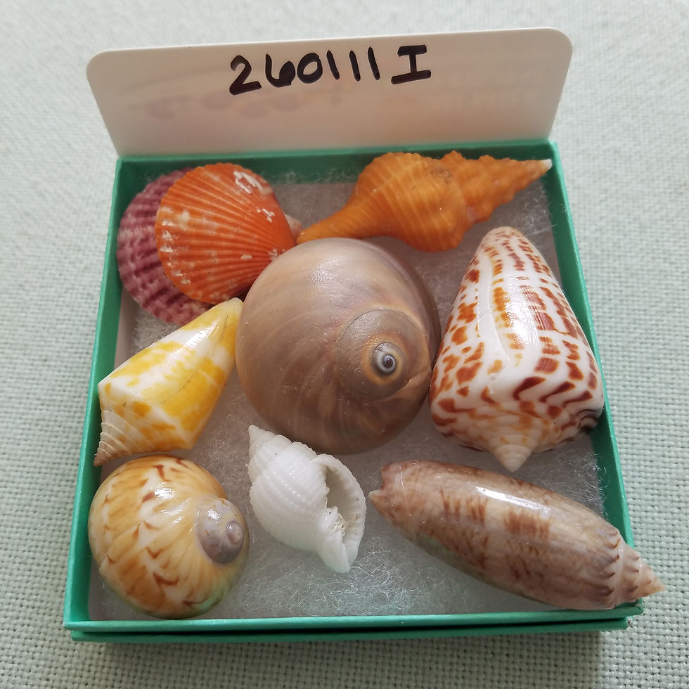 Thumbnail: Collectible SWFL Sea Shell Package - Albino Nutmeg