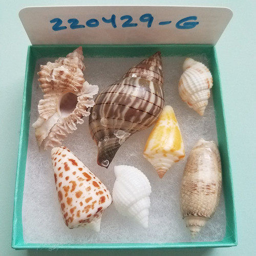 ショクコウラ5種shellコレクション　 file.jpg