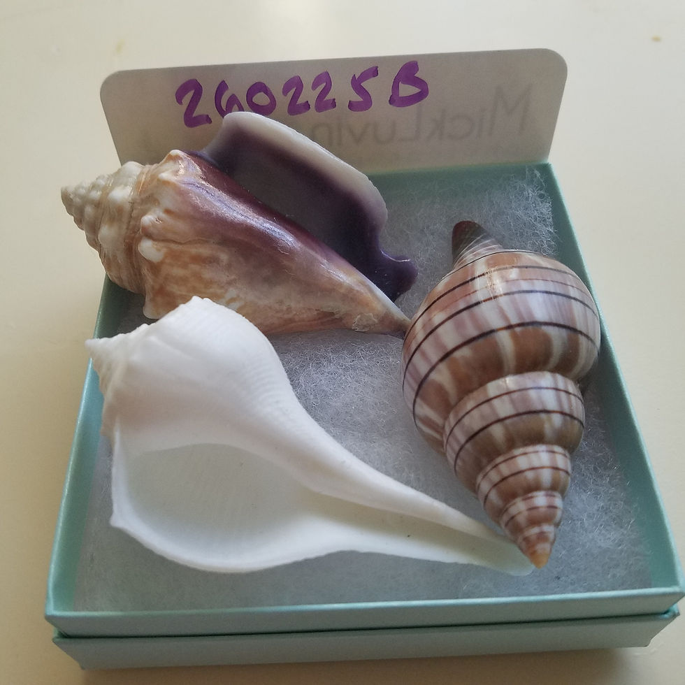 Thumbnail: Collectible SWFL Sea Shell Package - Albino Lightning Whelk