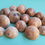 Thumbnail: BULK SHELLS! Shark Eye Moon Snails (6)