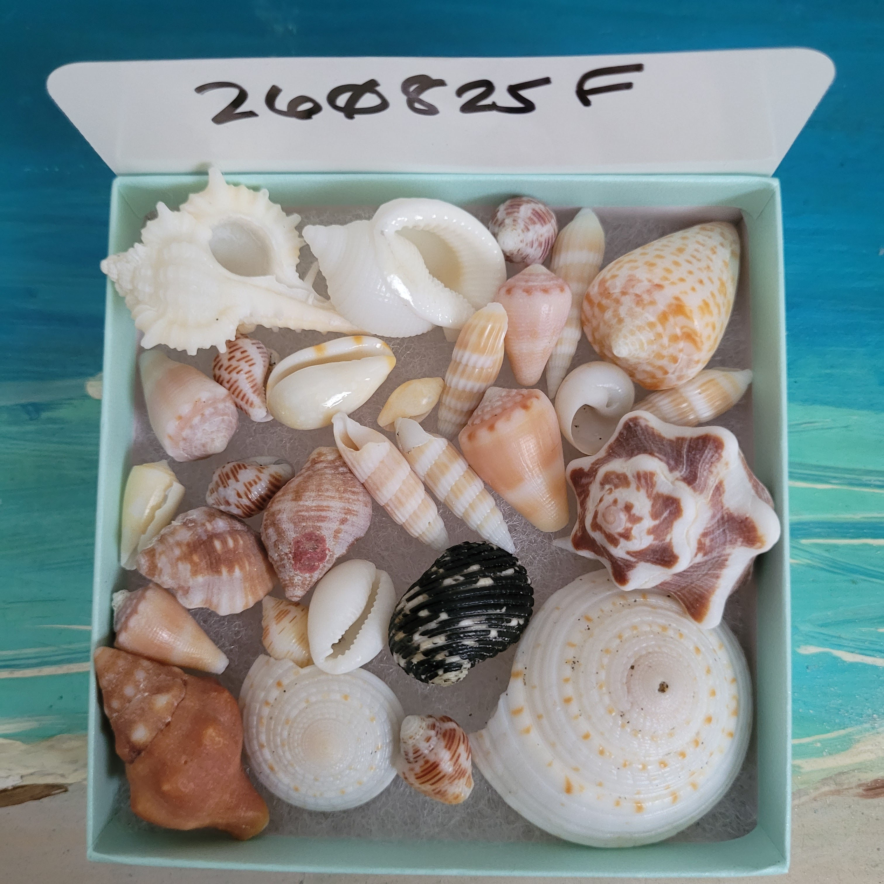 Collectible FL East Coast Sea Shell Package