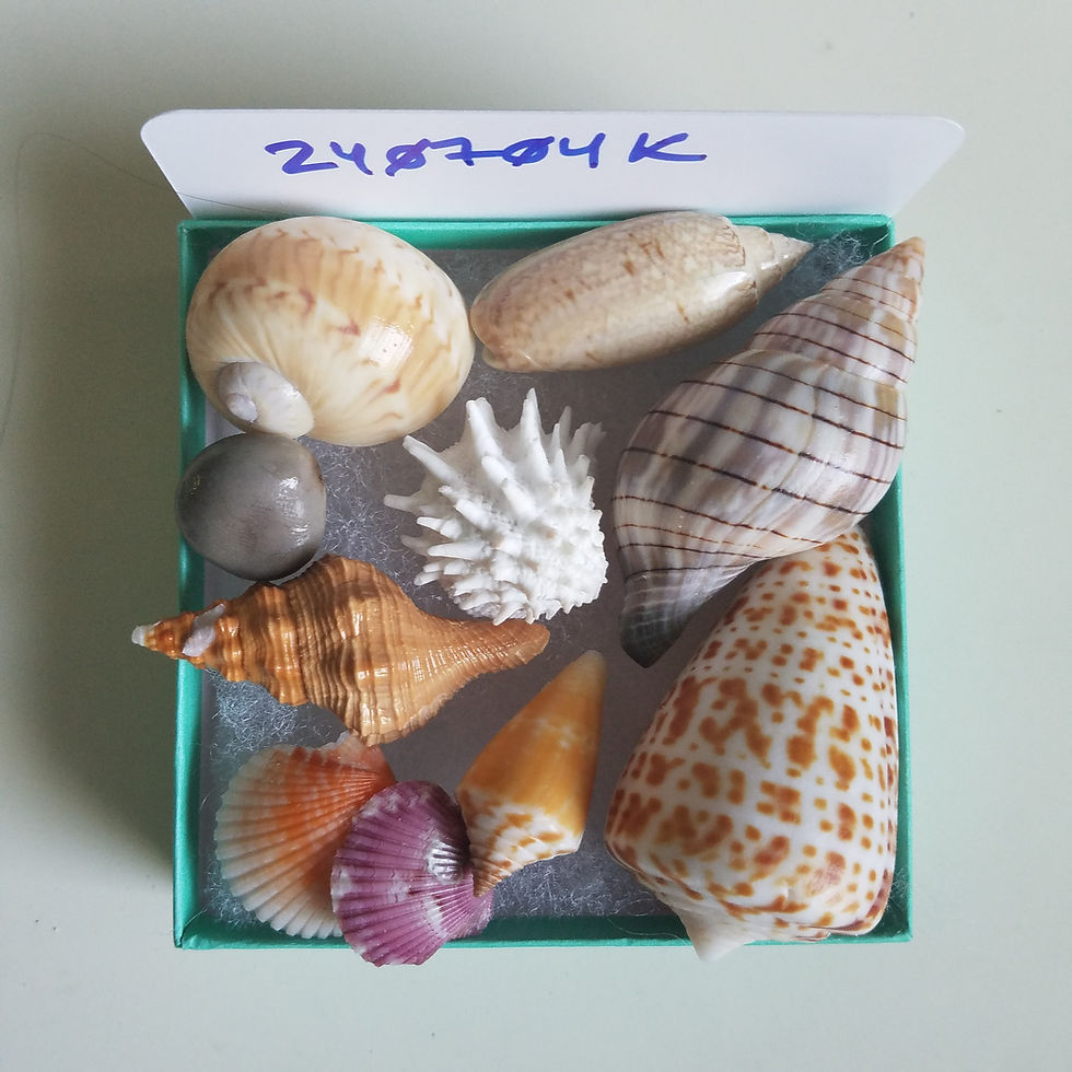 Thumbnail: Collectible SWFL Sea Shell Package - Alphabet Cone& Sea Bean