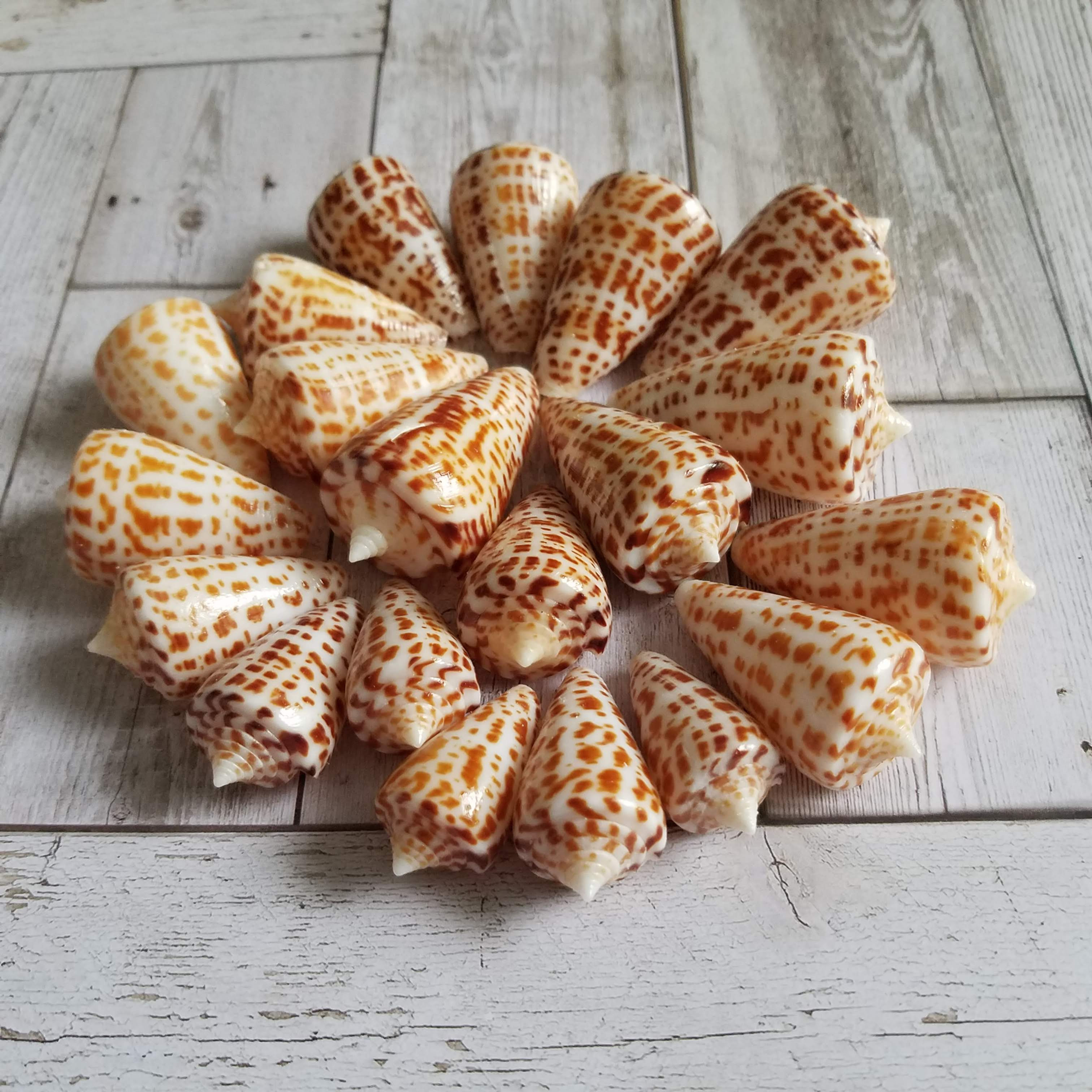 BULK SHELLS! Alphabet Cones (20)