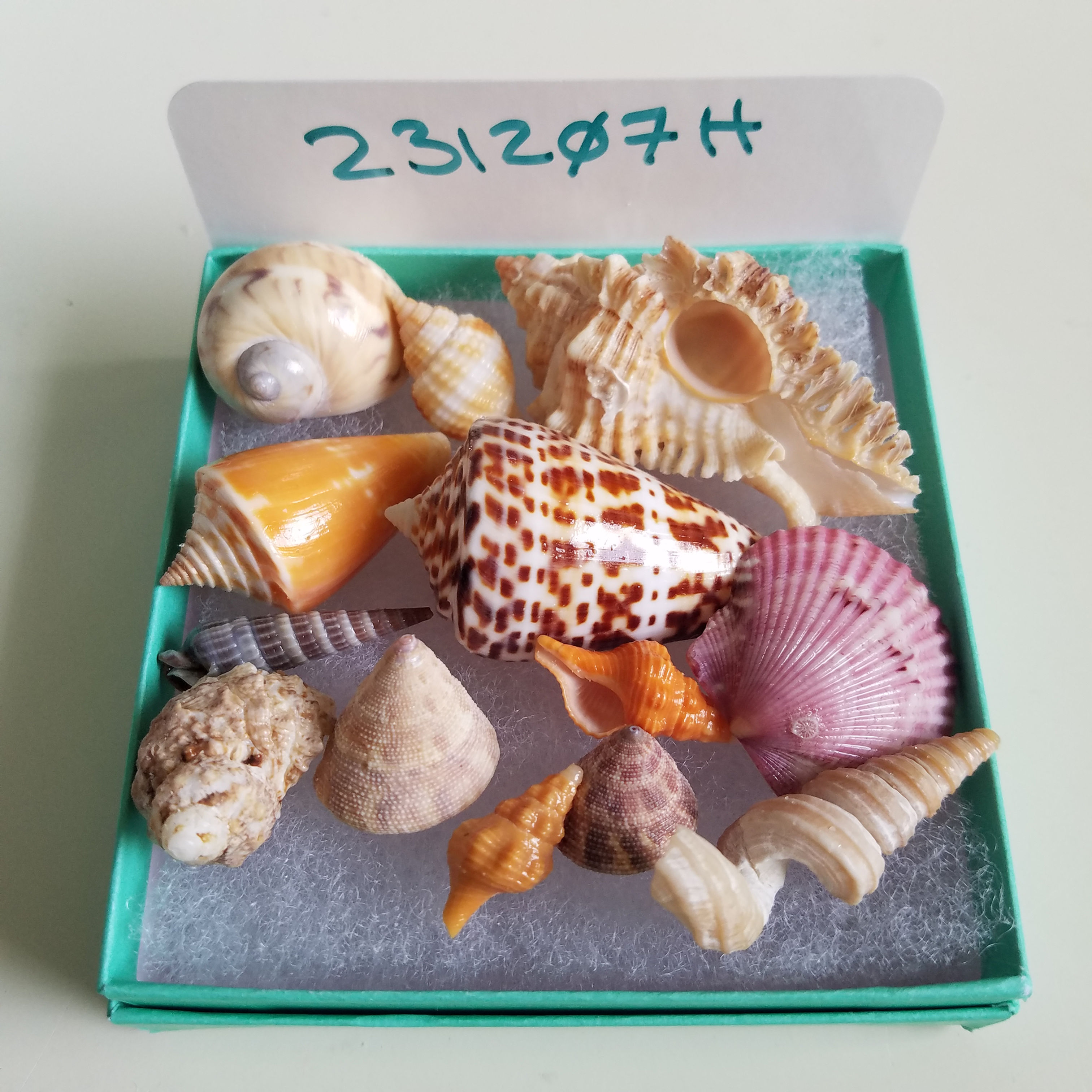 Collectible SWFL Sea Shell Package -Alphabet Cone & Minis