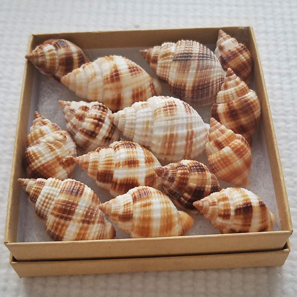 Thumbnail: BULK SHELLS! Nutmegs (10)