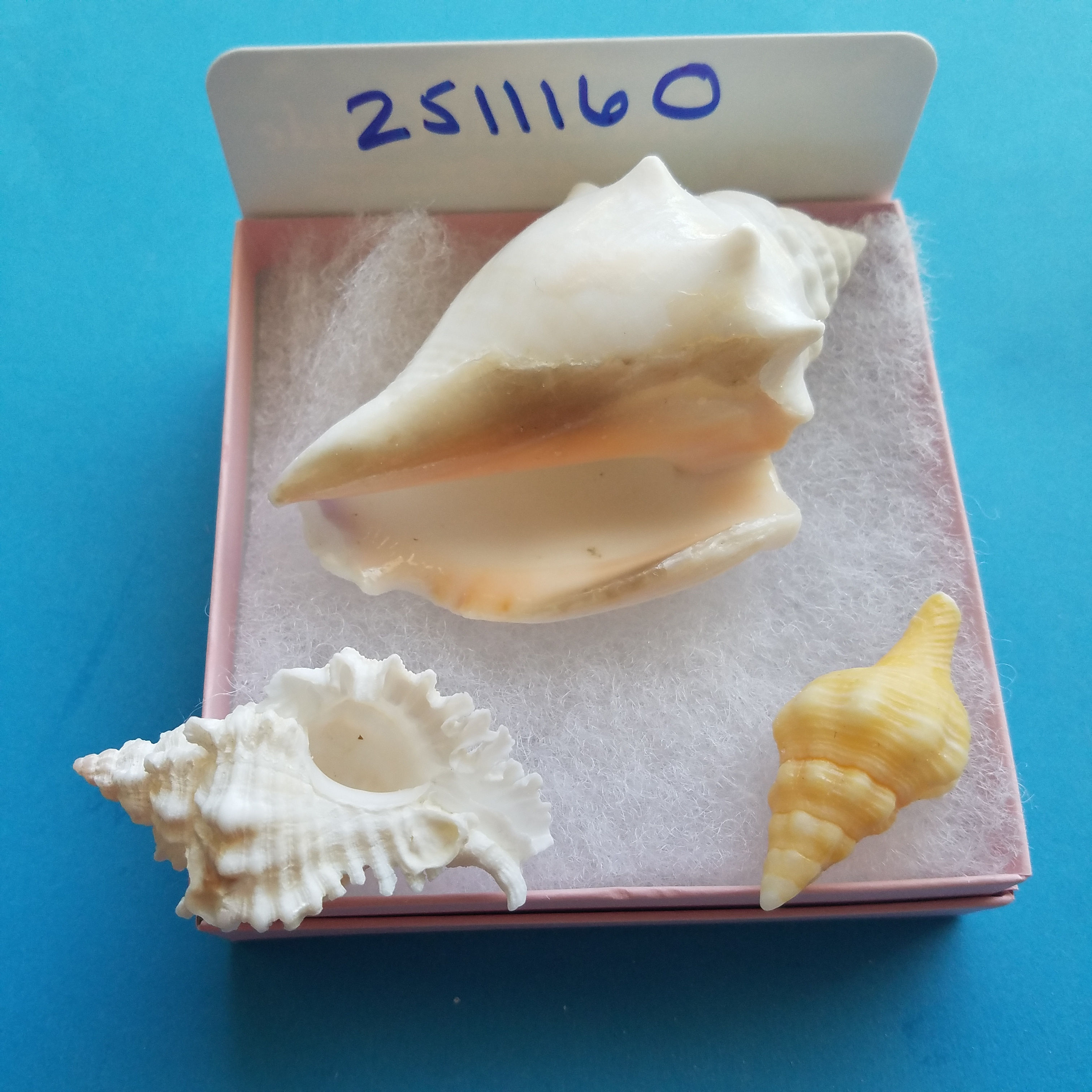 Collectible SWFL Sea Shell Package - Peachy Albino FFC