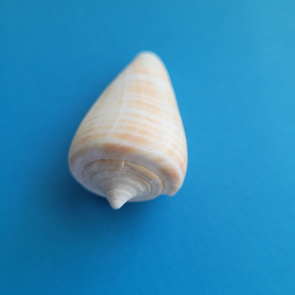 Thumbnail: Collectible SWFL Sea Shell - Golden Banded Cone