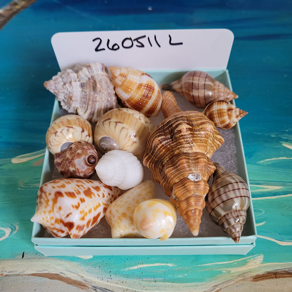 Thumbnail: Collectible SWFL Sea Shell Package - Albino Nutmeg