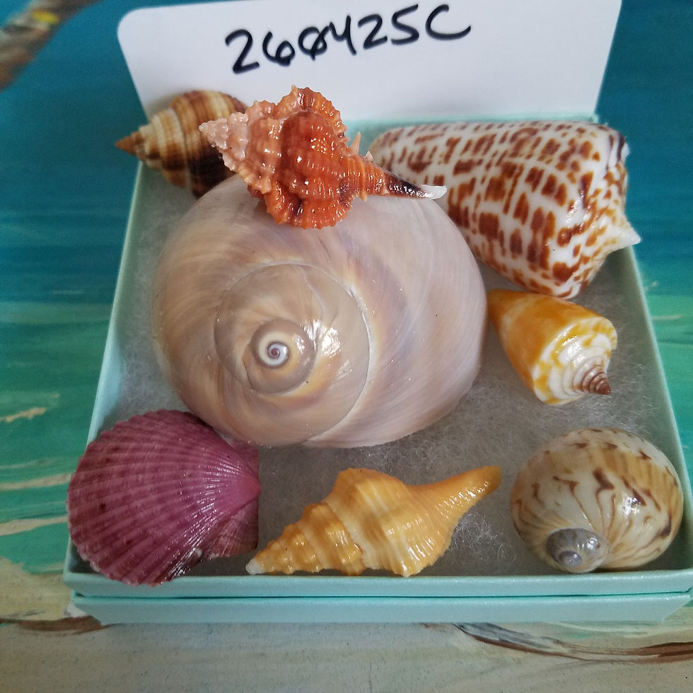 Thumbnail: Collectible SWFL Sea Shell Package - Rose Murex