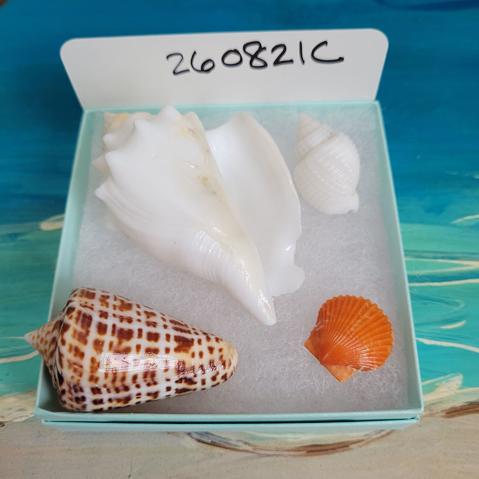 Thumbnail: Collectible SWFL Sea Shell Package - Albino Florida Fighting Conch