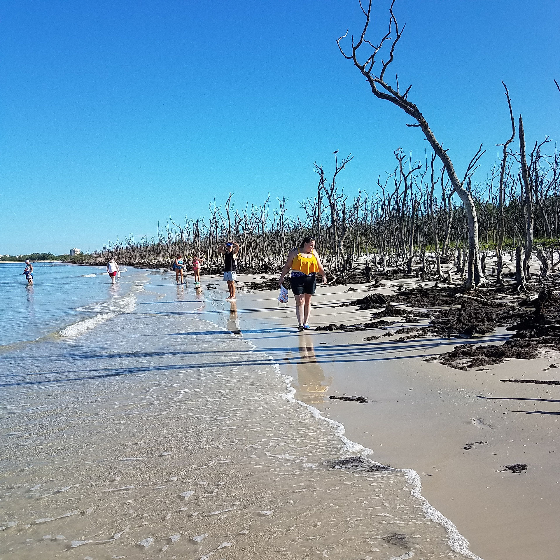 Kice Island's shoreline exposed at low tide