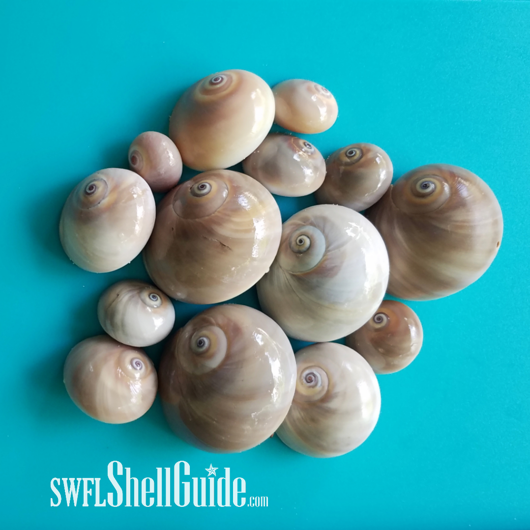 BULK SHELLS! Shark Eye Moon Snails (6)