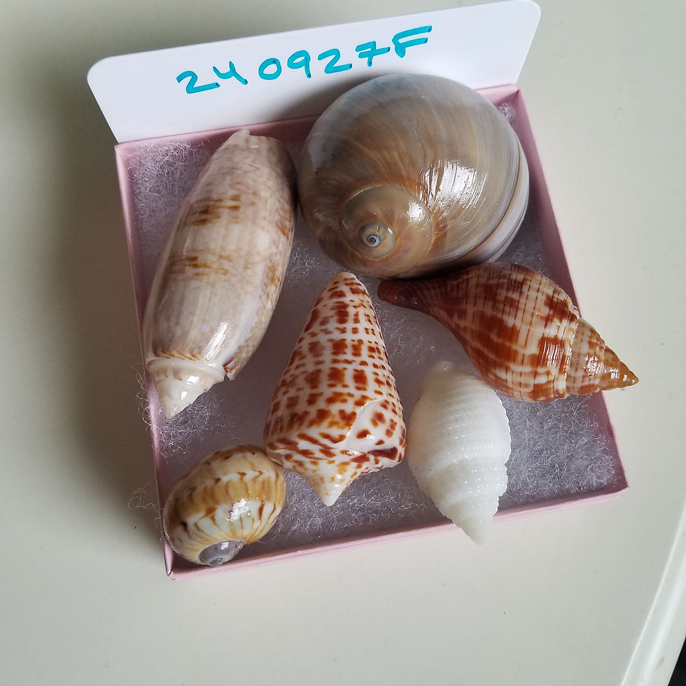 Thumbnail: Collectible SWFL Sea Shell Package - Albino Nutmeg