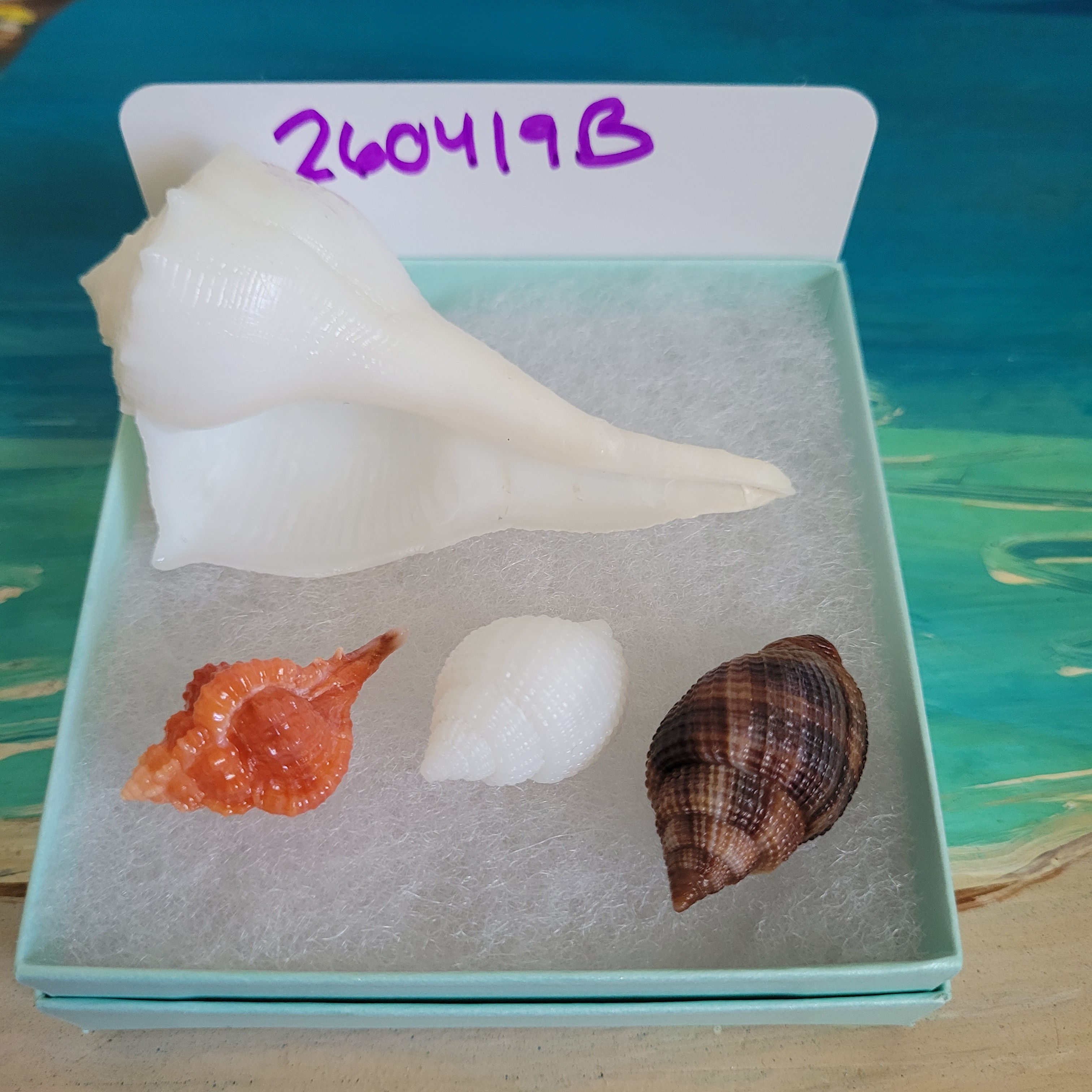 Rare SWFL Sea Shell Package - Albino Nutmeg