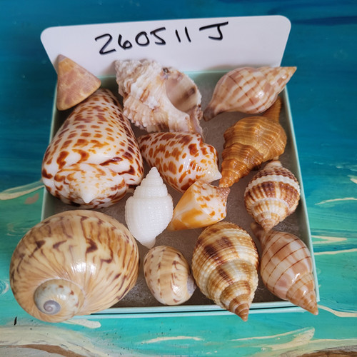 Bryson Shell Package Collectible SWFL Sea Shell Package - Albino Nutmeg | swflshellguide