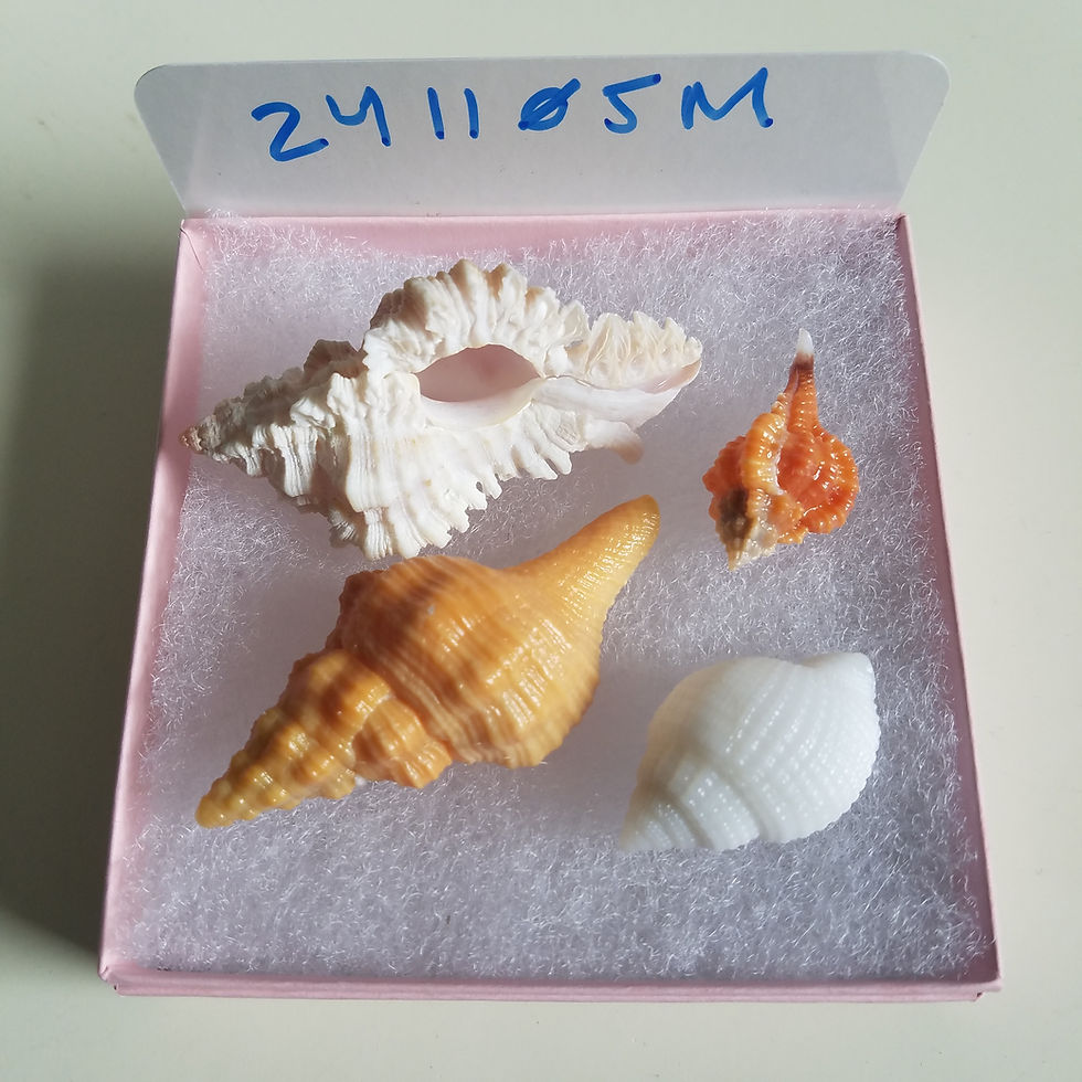 Thumbnail: Rare Collectible SWFL Sea Shell Package - Albino Nutmeg