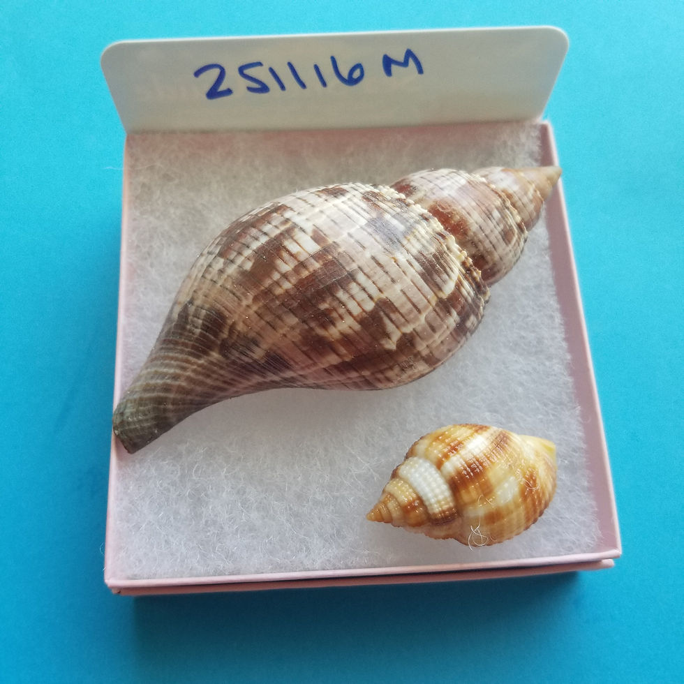 Thumbnail: Collectible SWFL Sea Shell Package - True Tulip
