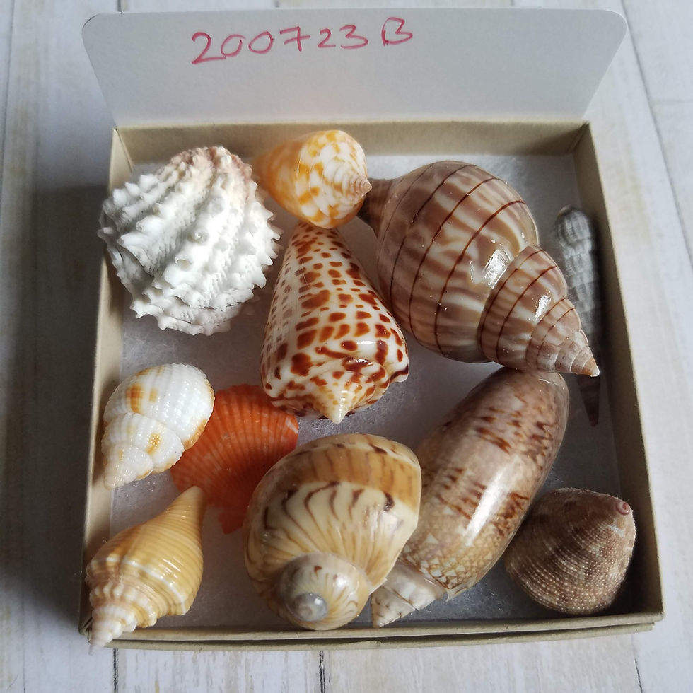 Thumbnail: Collectible SWFL Sea Shell Package
