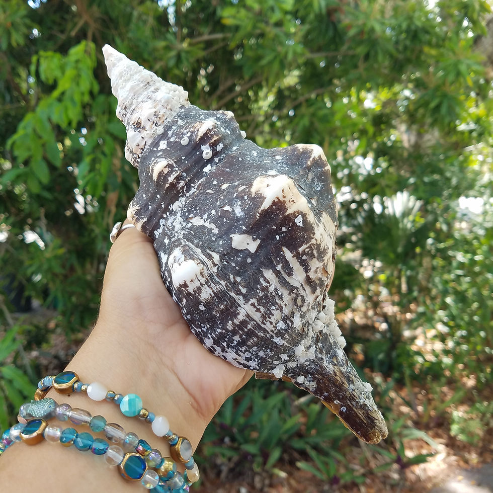 Thumbnail: Large Shell - Horse Conch - 8.9"