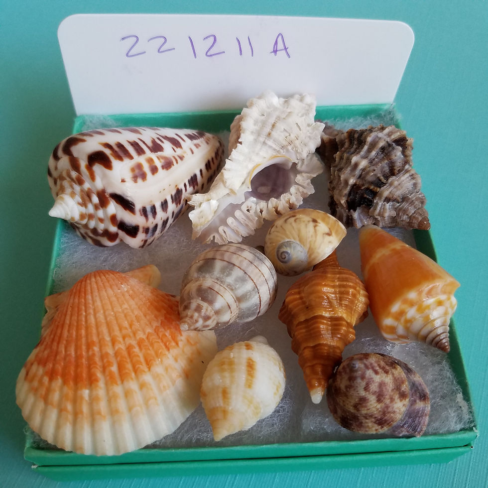 Thumbnail: Collectible SWFL Sea Shell Package - Alphabet Cone