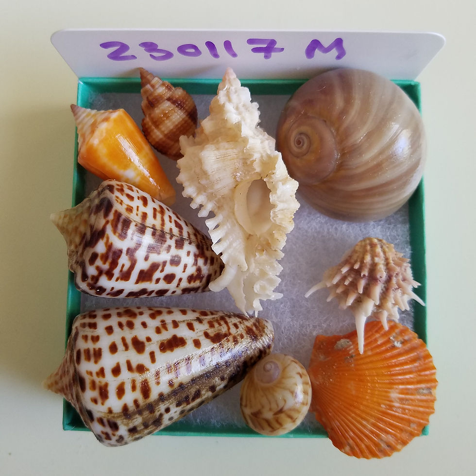 Thumbnail: Collectible SWFL Sea Shell Package - Alphabet Cones