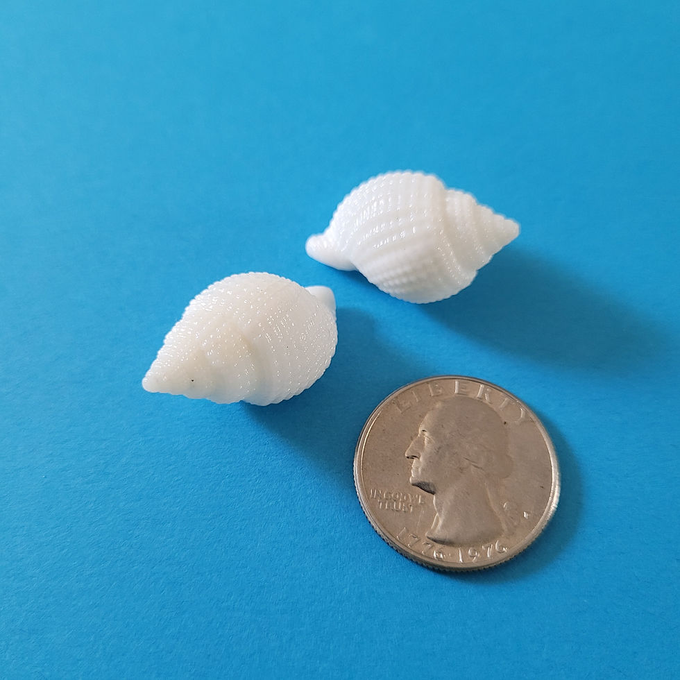 Thumbnail: Collectible SWFL Sea Shell Package - Albino Nutmeg Pair