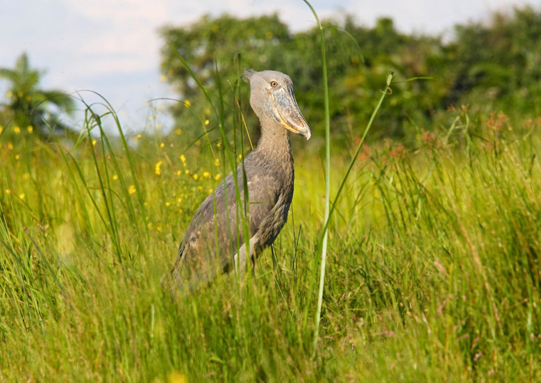 Avistamiento de aves Shoebill, ave prehistorica en humedal de Mabamba Uganda