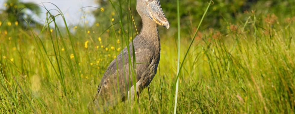 Shoebill ave con aspecto prehistorico safari uganda