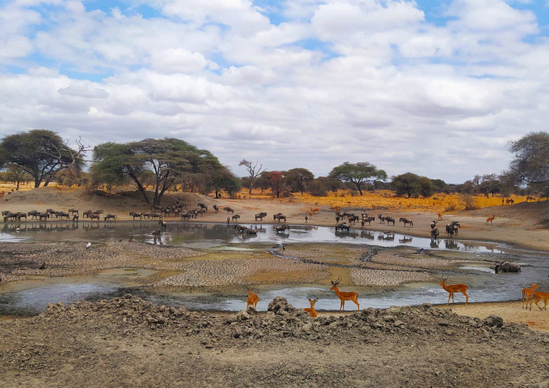 Parque Nacional Tarangire safari luna de miel Tanzania