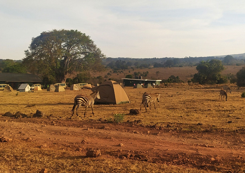 cebras en el campamento de safari tanzania