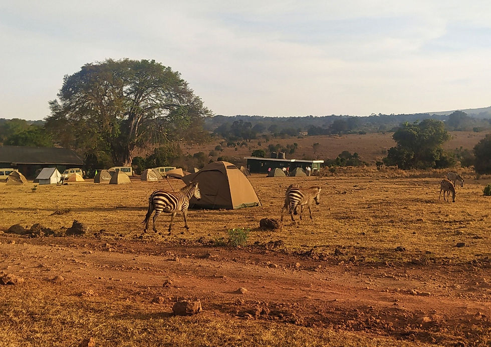 campamaneto simba con cebras