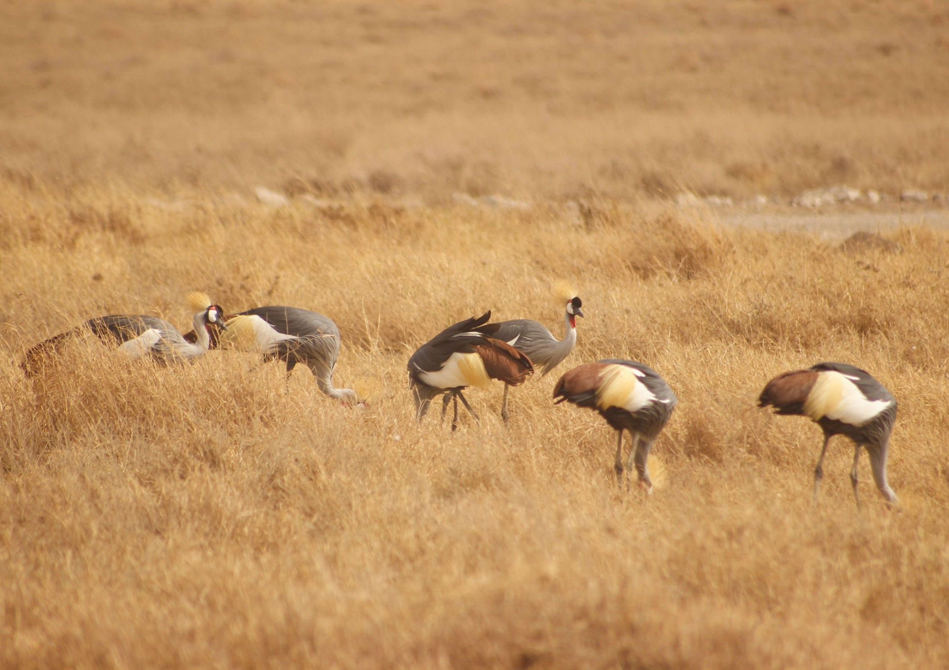 safari avistamiento de aves safari ngorongoro
