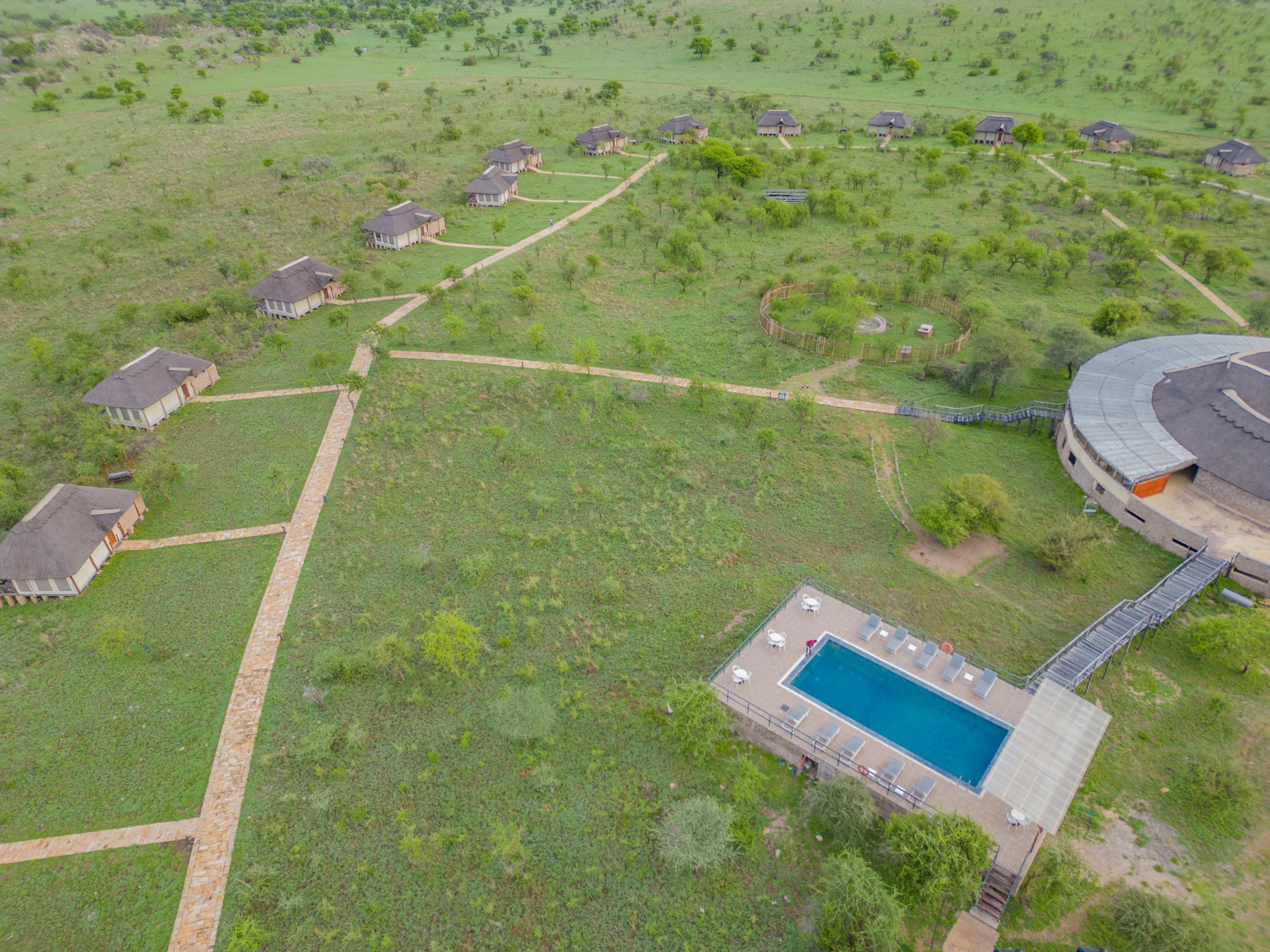 PIsicna en Serengeti