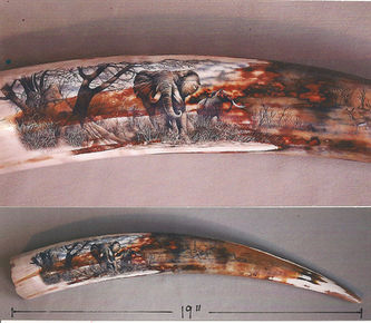 African elephant scrim on tusk.