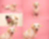 Gallery of 5 photos of Golden Labrador on pink and cream backdrops. On one image the dog appears to be licking the camera by Specialist Pet Photographer for, Hull East Yorkshire, North Yorkshire, and North Lincolnshire