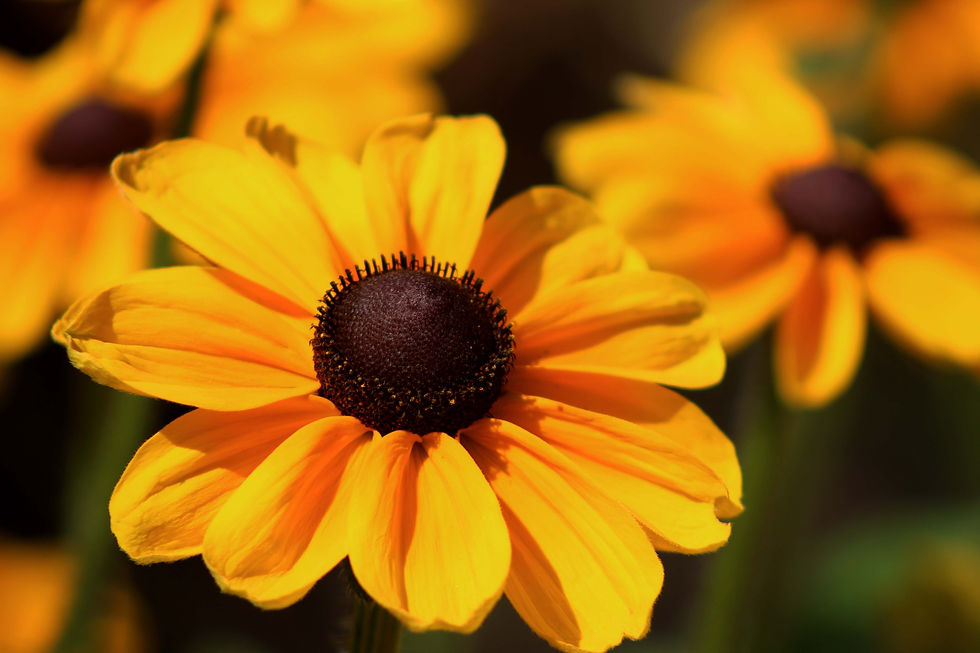 Yellow Flower