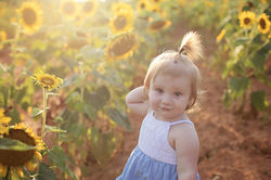 Timeline Photography Sunflower Minis