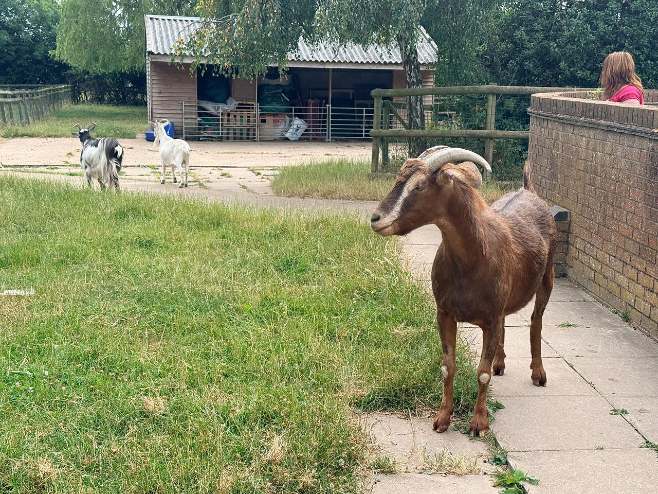 A Sanctuary for Both Animals & People