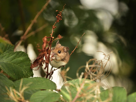 Staffordshire Wildlife Trust: What's On in March