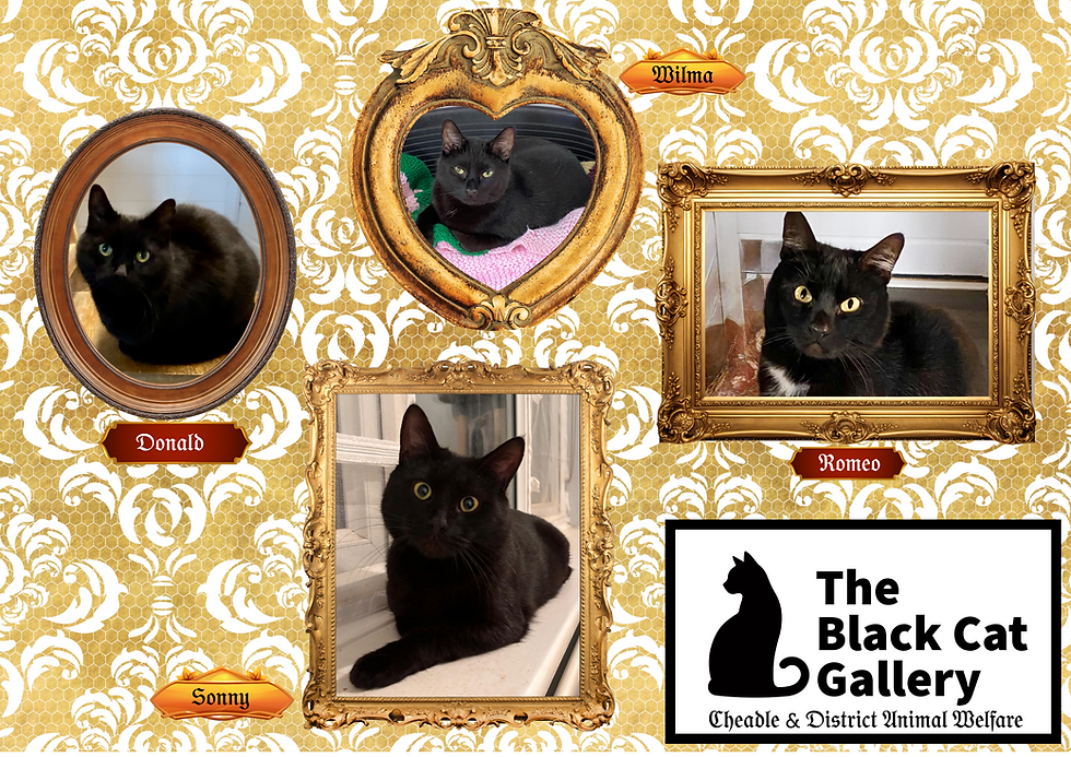 Cheadle Animal Welfare: Black Cats Are Beautiful