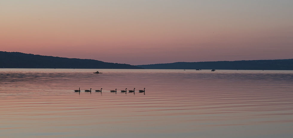 A group of Black Swans in an atmospheric sunset