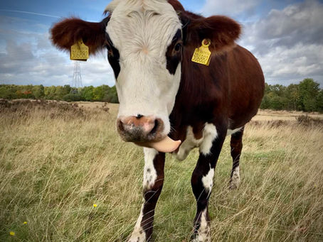 Celebrating the Work of Staffordshire's Countryside Team