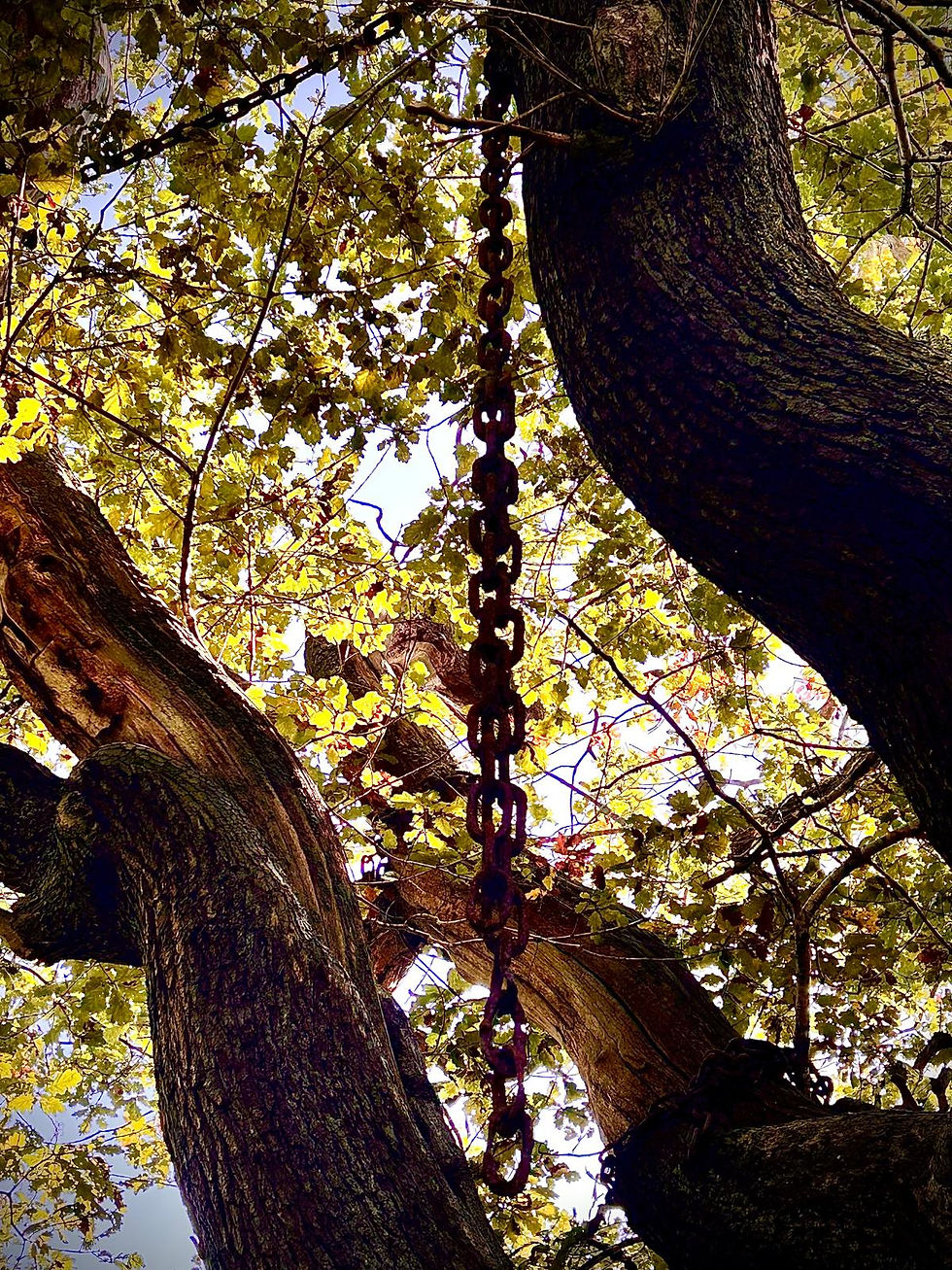 The Legend of The Chained Oak & The Beautiful Village of Alton