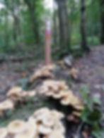 13. Wellington Ways: T50 (almost) to Little Wenlock then return by the Shropshire Way