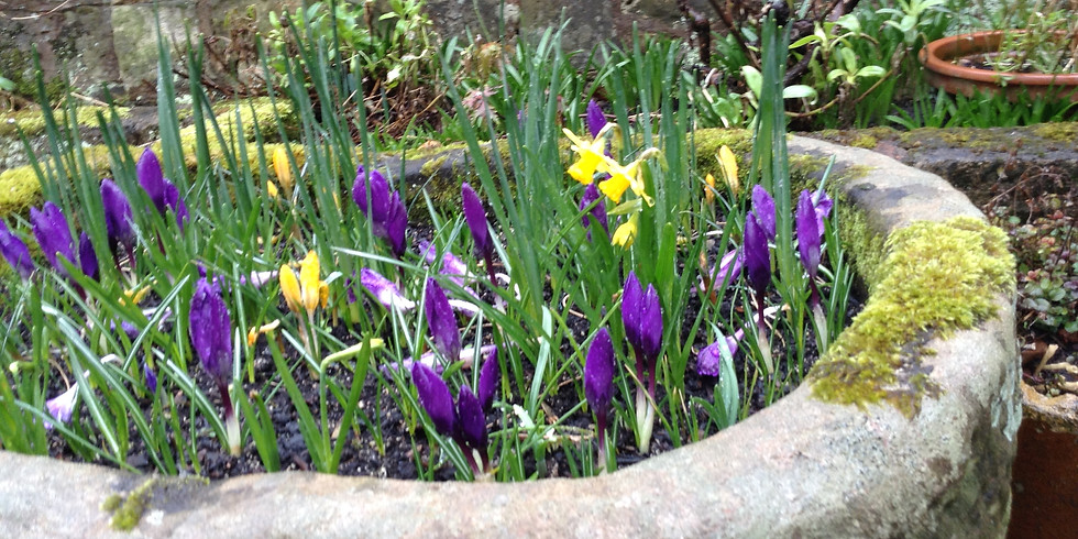 In search of Daffodils - Regular 3rd Sunday Walk