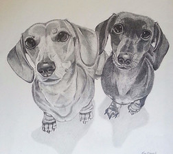 Pencil & graphite portrait dashhounds