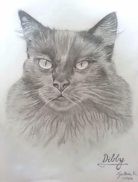Pencil pet portrait of Dibby (cat)