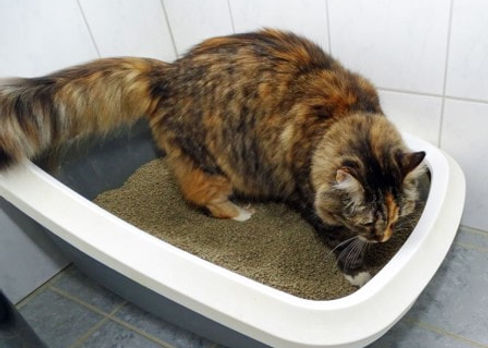 Katze hat Probleme mit Katzentoilette, Katzenklo, Susanna Brandegger