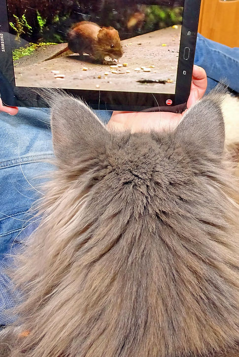 Katze von katzen Coach Susanna Brandegger in Eisenerz